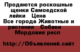 Продаются роскошные щенки Самоедской лайки › Цена ­ 40 000 - Все города Животные и растения » Собаки   . Мордовия респ.
